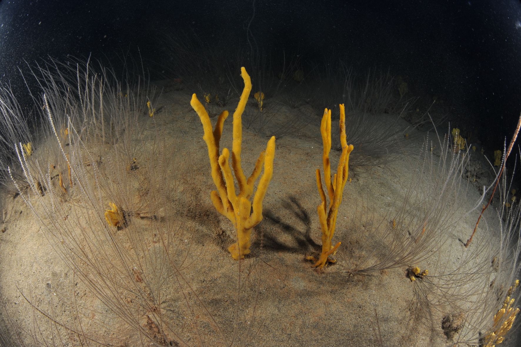 The Research about underwater black coral forests starts in Lanzarote