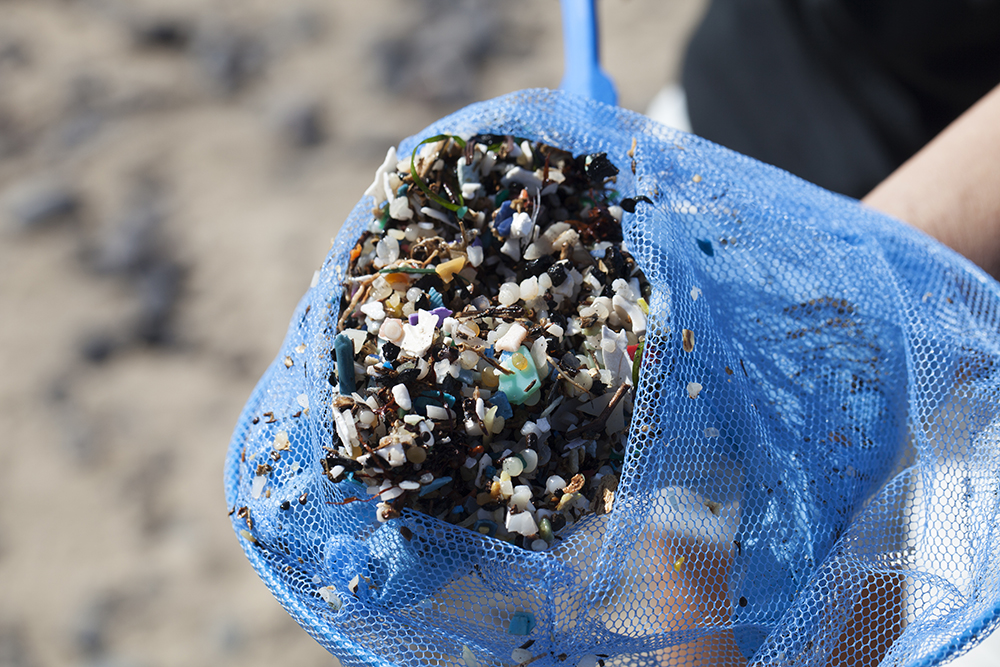 Una investigación de la ULPGC revisa por primera vez los estudios sobre la ingestión de microplásticos en vertebrados marinos revelando su impacto