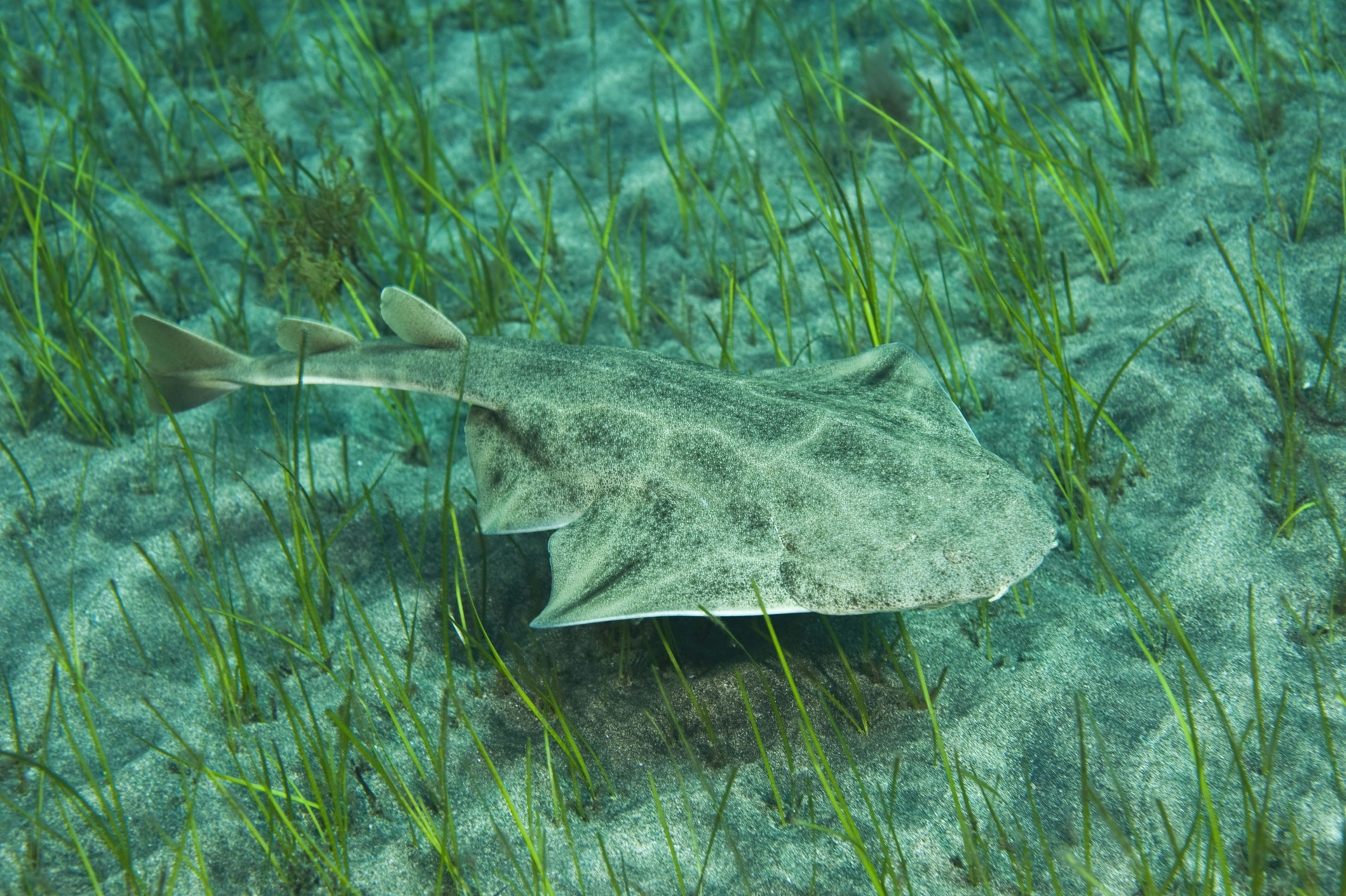 About the Acoustic monitoring of the behaviour of the angelshark in critical conservation areas 