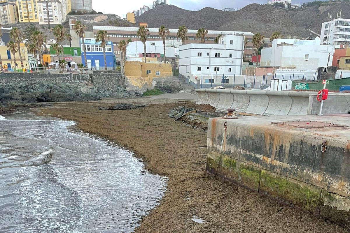 El IU-ECOAQUA detecta en Canarias la llegada del alga invasora que está haciendo estragos en las costas del Estrecho de Gibraltar