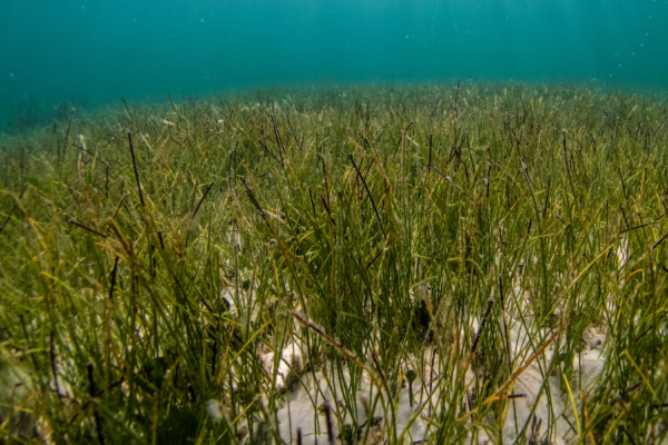A researcher from the ULPGC participates in a study to promote the conservation of seagrass in Madeira's waters