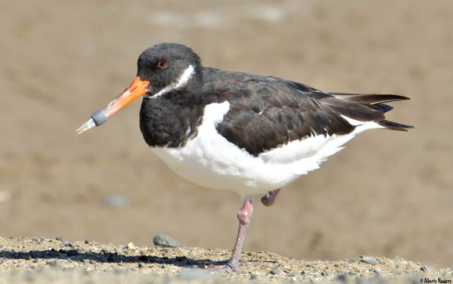Investigadores de la ULPGC detectan una alta presencia de microplásticos y contaminantes químicos en las aves marinas de Gran Canaria