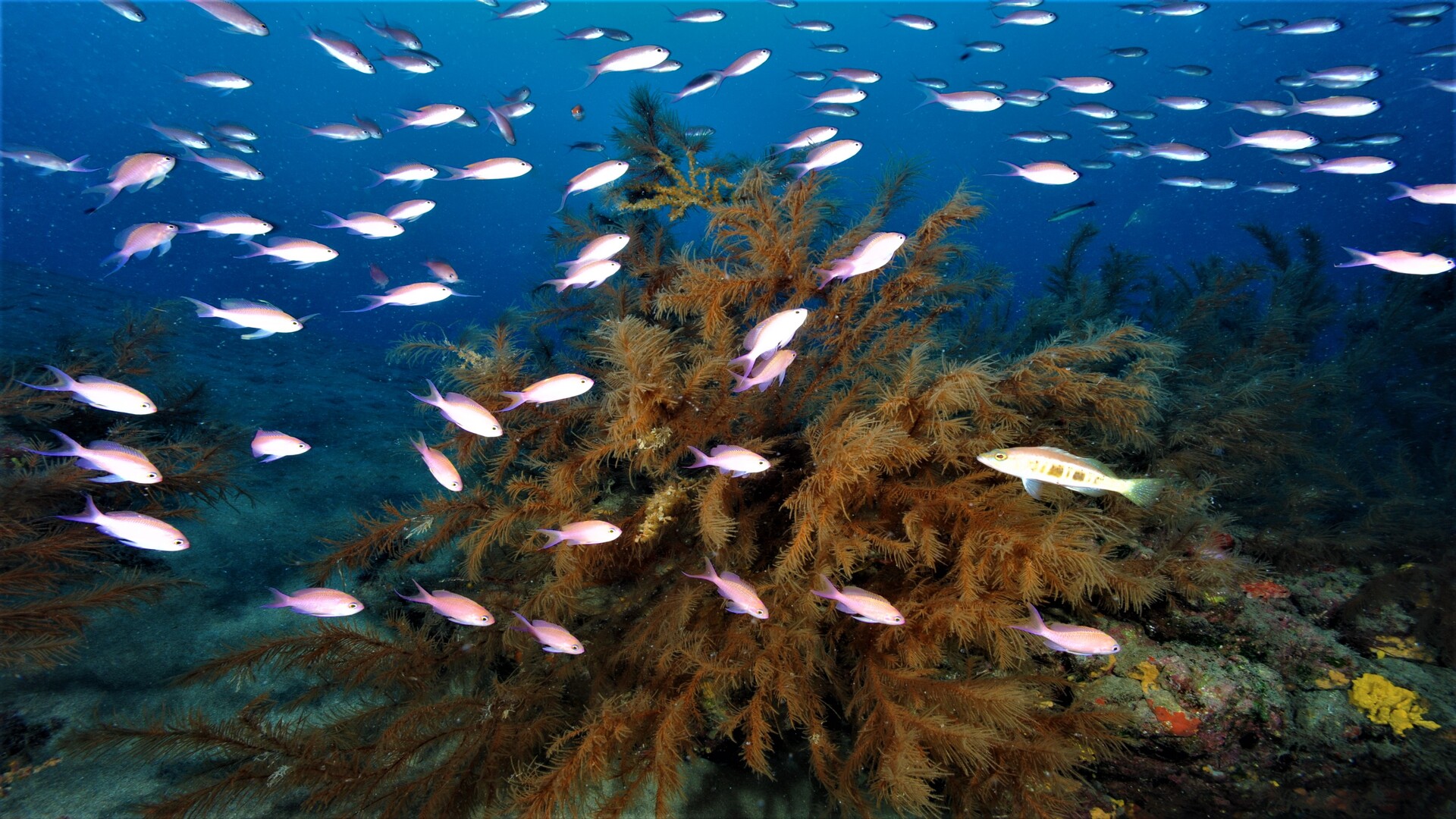 Investigadores de ECOAQUA advierten del riesgo que supone para algunos peces la ausencia de protección de los bosques de coral negro