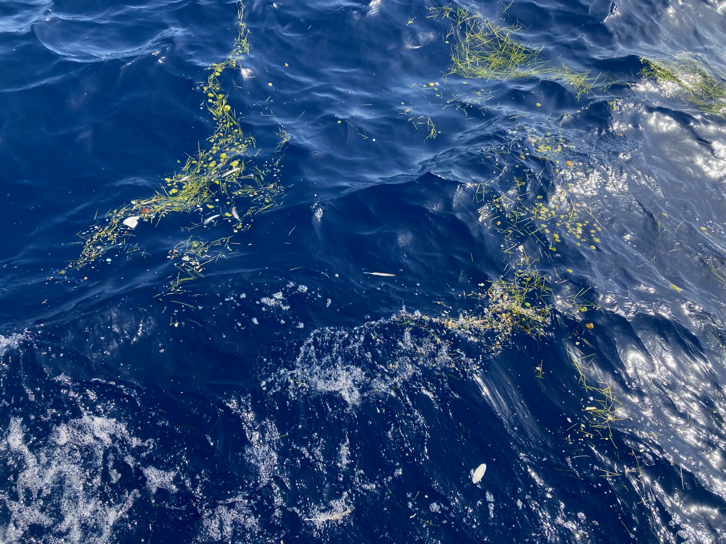 Microplásticos y plancton se acumulan formando ‘líneas de basura’ en zonas marinas muy sensibles del Archipiélago