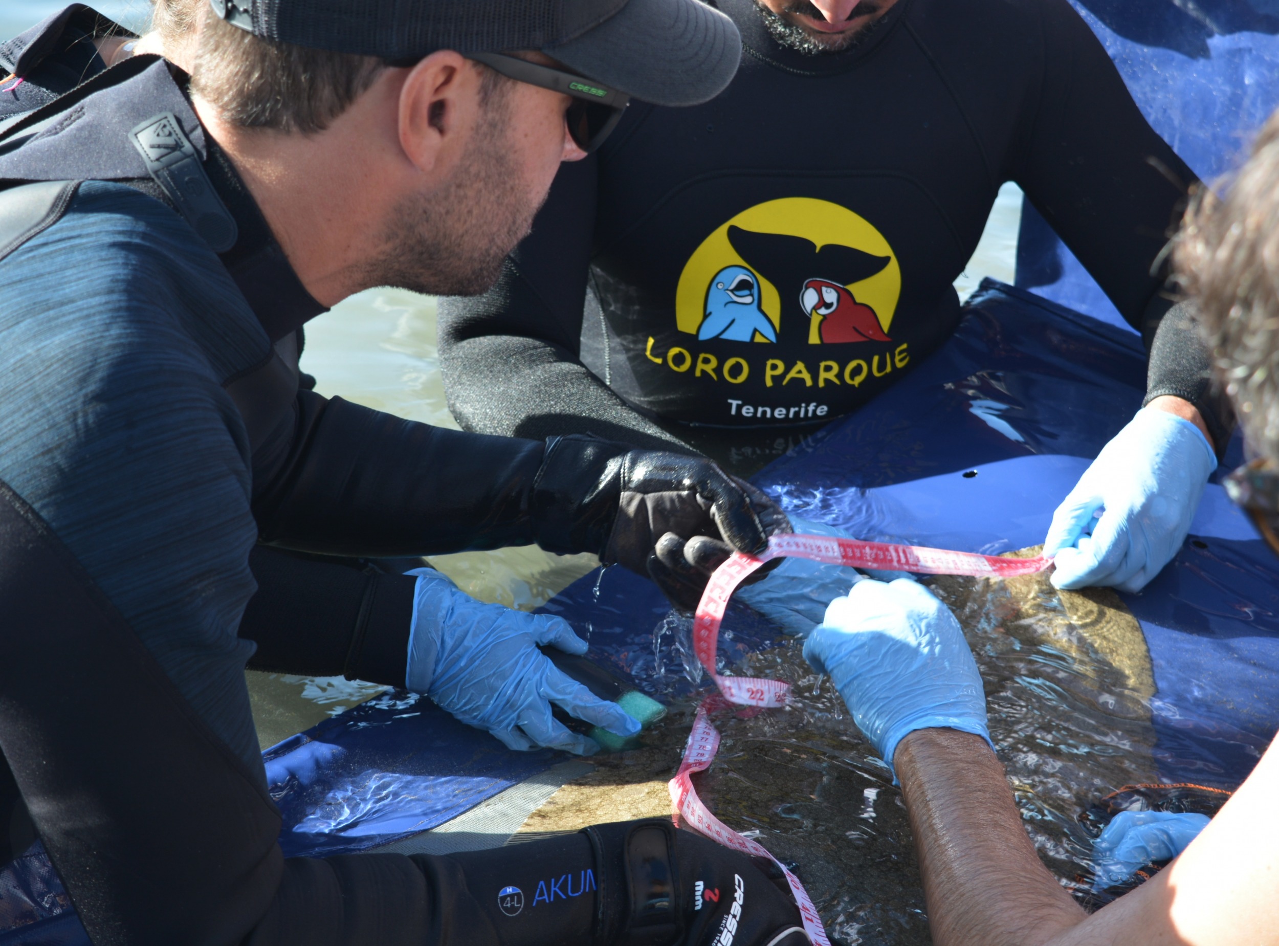 Investigadores canarios realizan el marcaje acústico de 18 mantelinas en las costas del Archipiélago