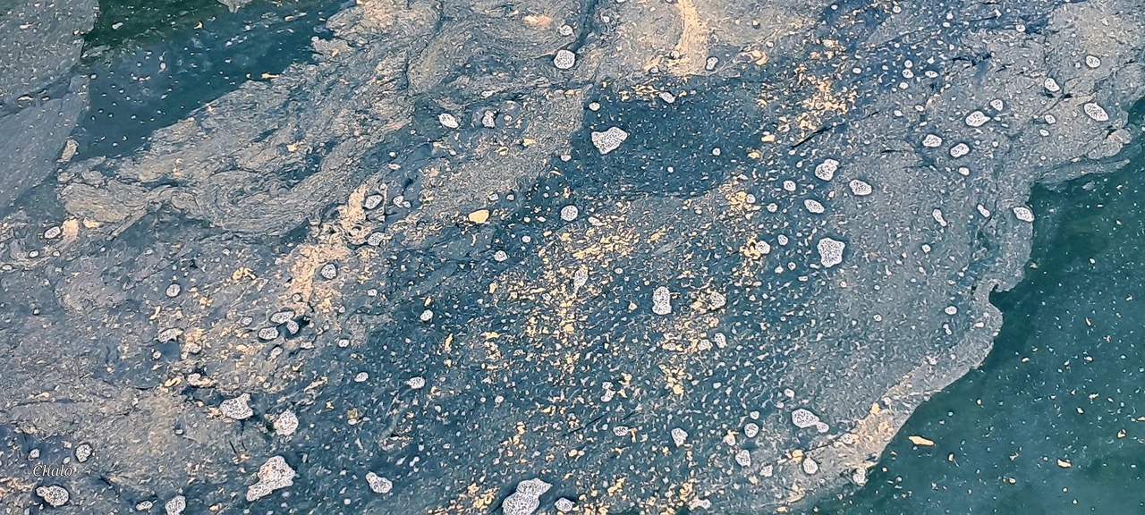 Las manchas aparecidas en el Charco de San Ginés tienen su origen en ‘cianobacterias’ de origen marino