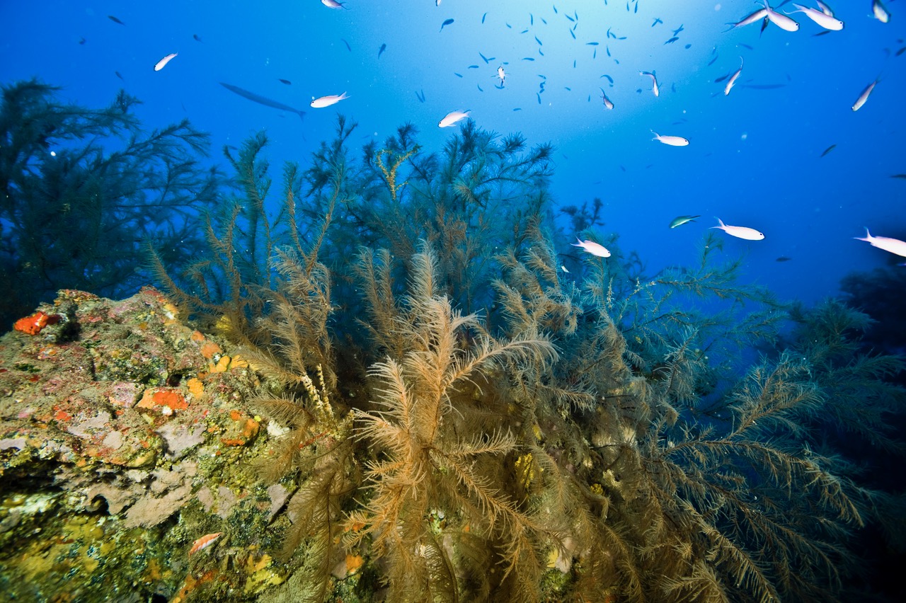 Una investigación de ECOAQUA descubre una nueva especie de anfípodo poblando el coral negro de Canarias