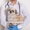 Degree in Veterinary Medicine